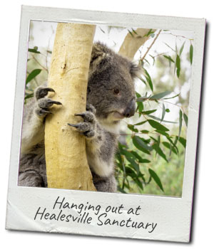 family-tour-healesville-sanctuary