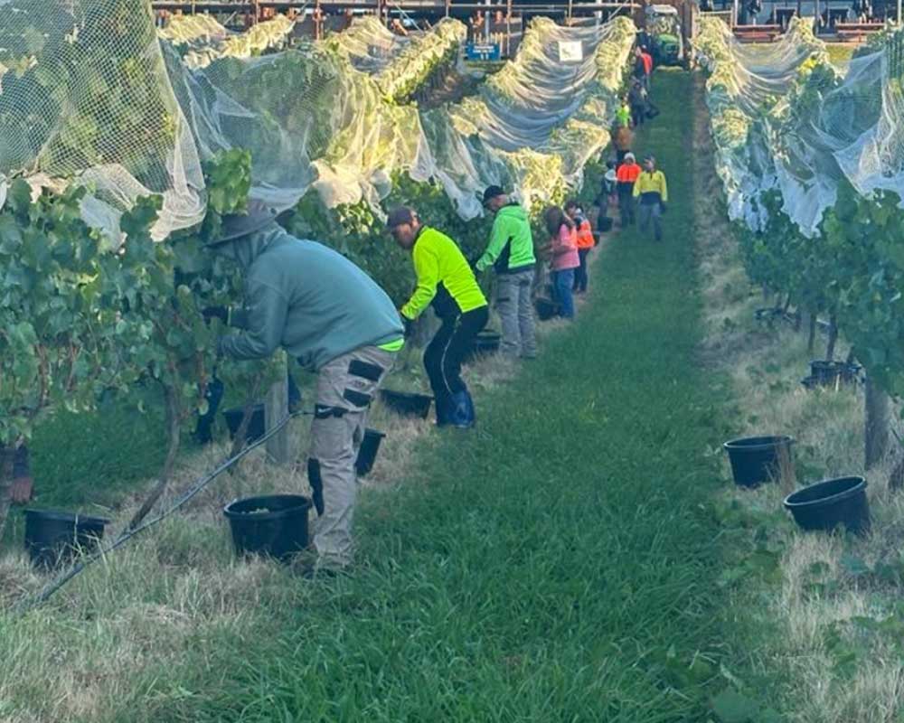 People picking grapes