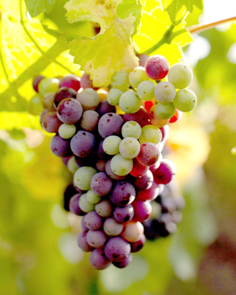 Grapes starting to change colour