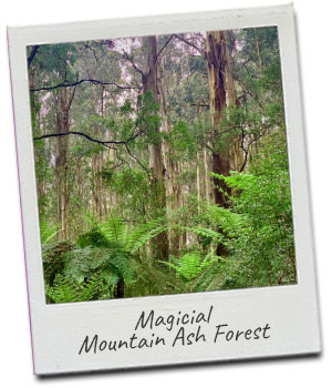 yarra-valley-dairy-tour